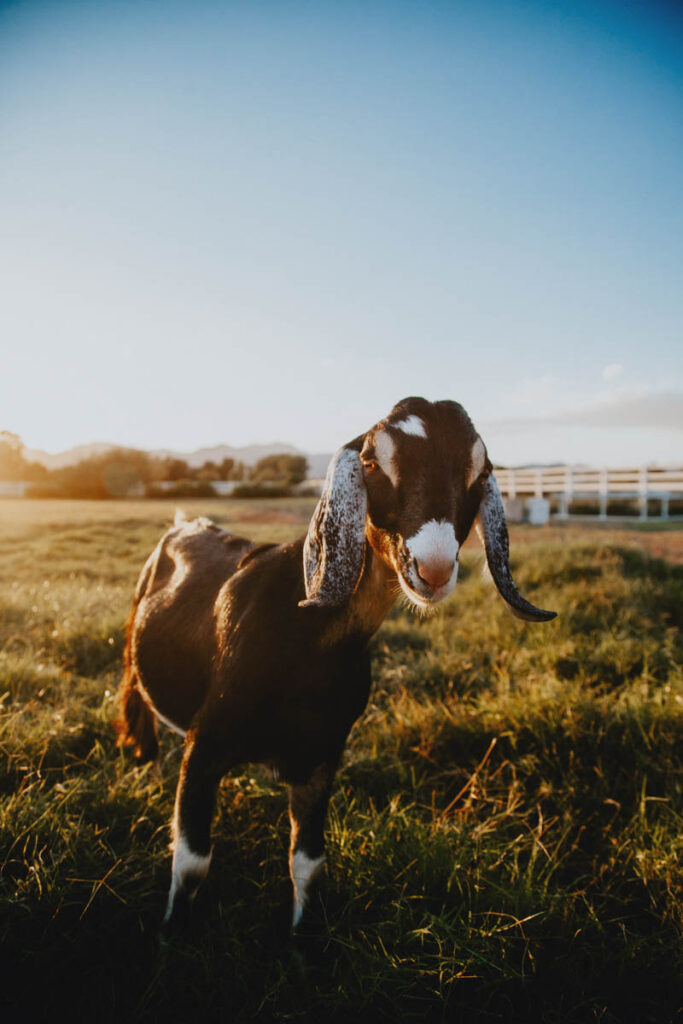 A yearling dairy goat wether stands in a sunlit pasture