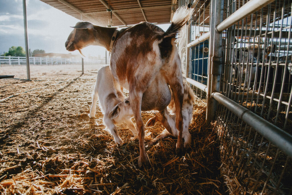 A dairy goat doe nurses her two buckling kids in the sunshine in a barn.