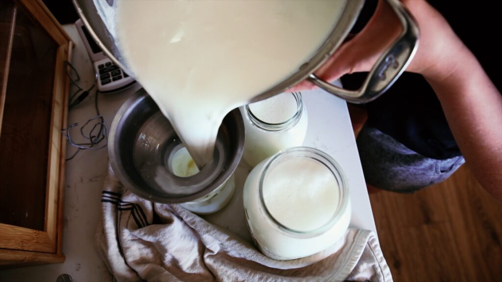 A woman pours milk into jars for making into yogurt.
