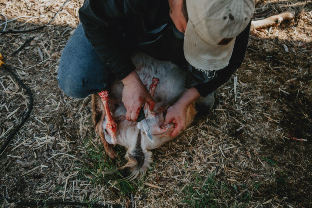 A man in a baseball cap prepares a dairy goat wether carcass for hanging and skinning.
