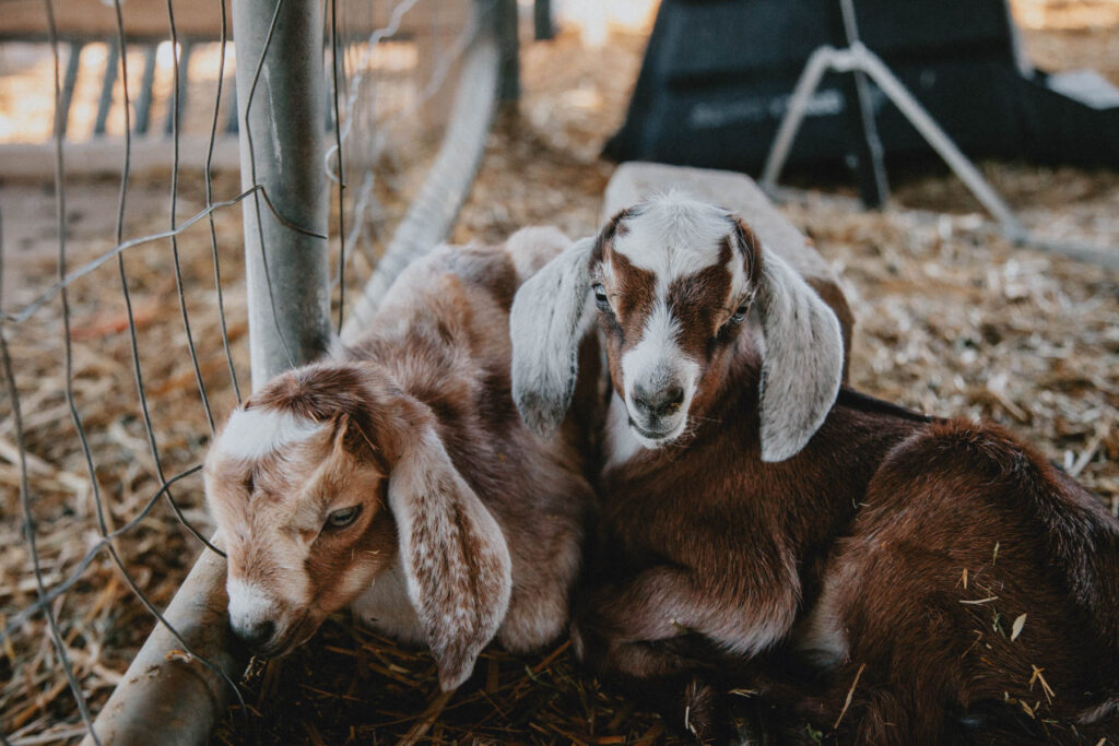 Two newborn baby goats snuggle together in the straw.