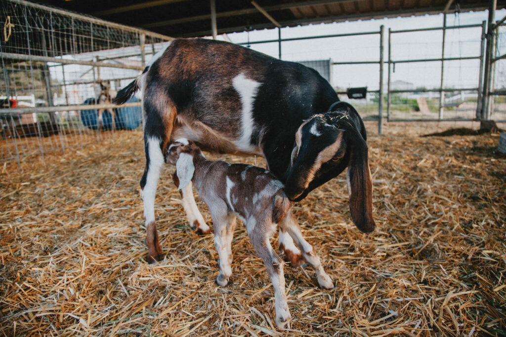 A dairy goat doe licks her newborn kid in an open air barn
