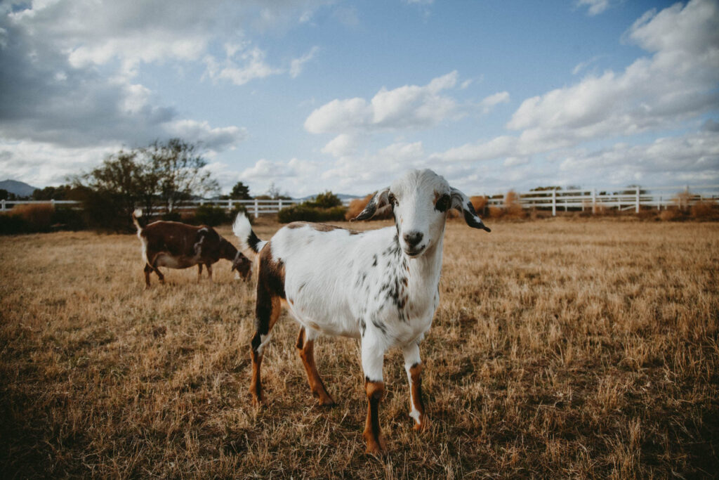 A white and brown spotted dairy goat wether stands in a field of brown winter grass.