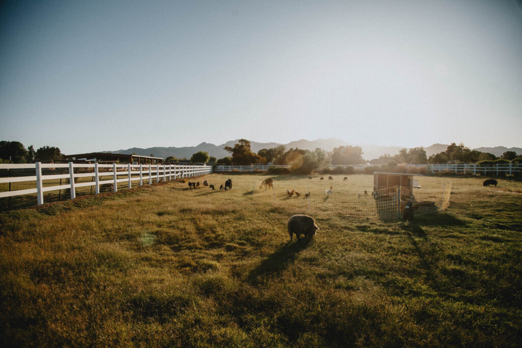 A group of dairy goat wethers graze in a sunlit pasture beneath the mountains with other farm animals.