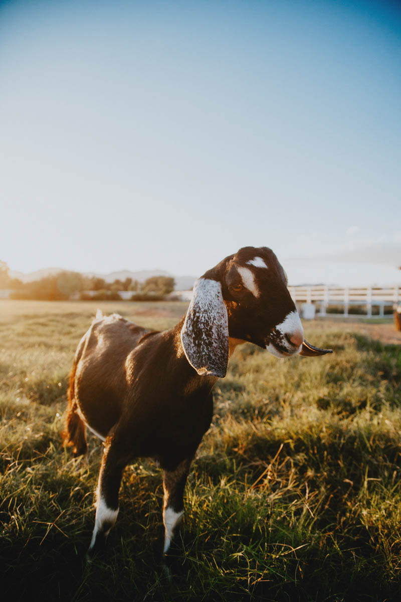 dairy goat wether standing in the pasture in the warm sunshine