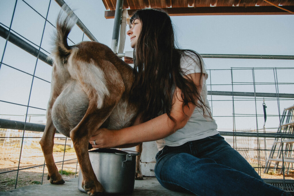A woman in a white t-shirt sits beside a goat on a milk stand and milks her into a stainless steel pail.