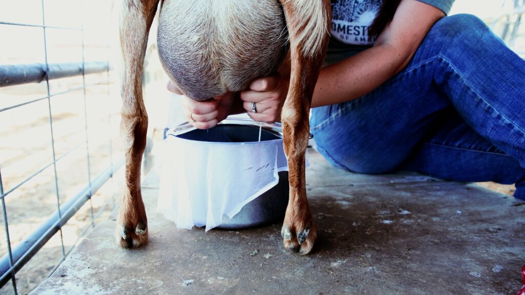 Milk streams out from a goat's udder as she is milked.