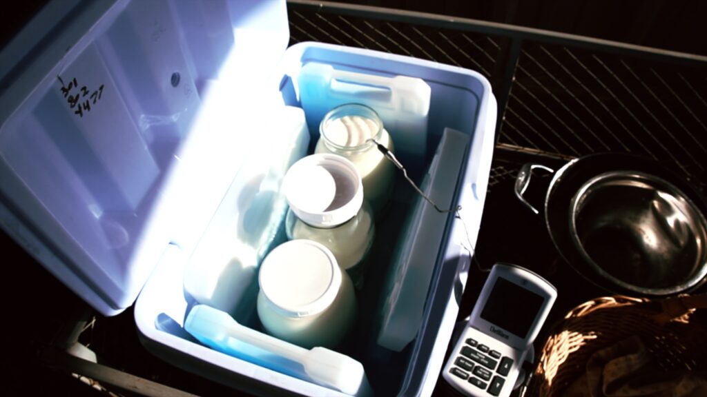 Jars of raw milk rapid cool in a cooler full of ice water
