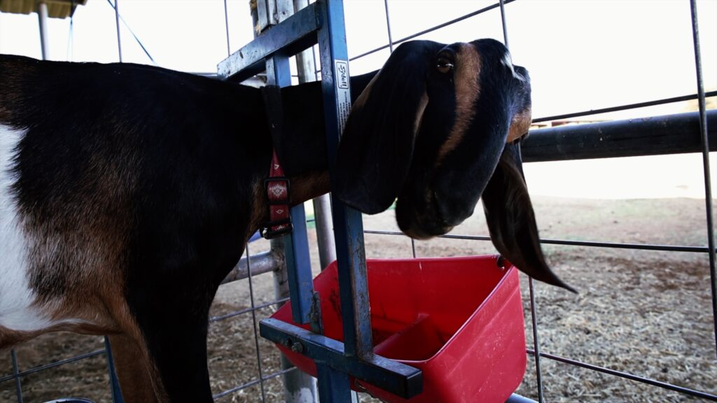 A dairy goat looks over her shoulder at her owner.
