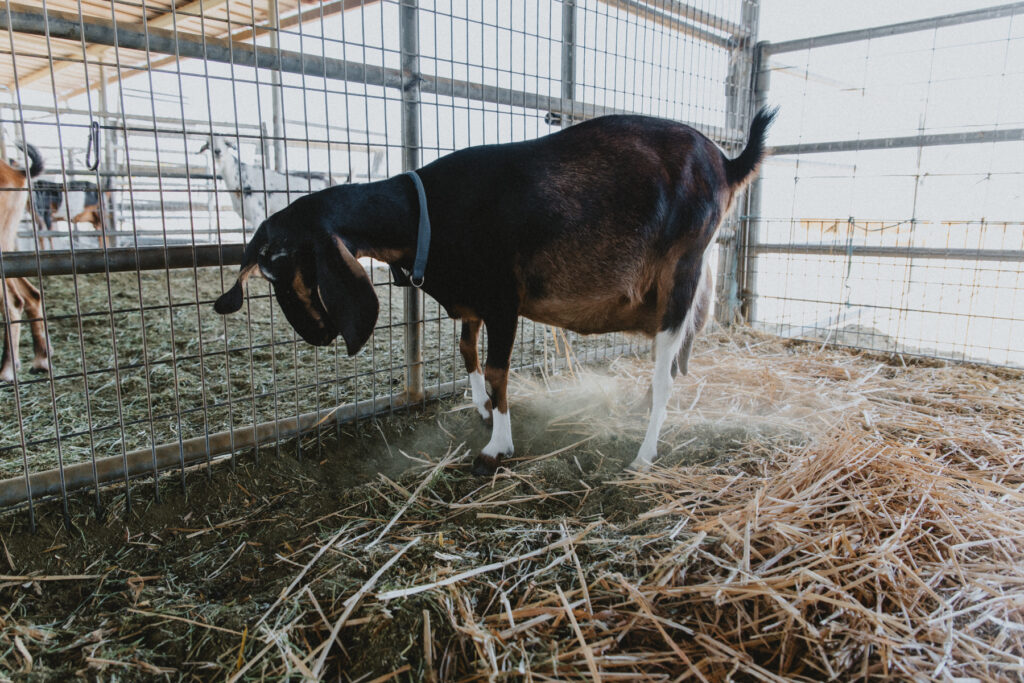 A goat paws the ground during labor.