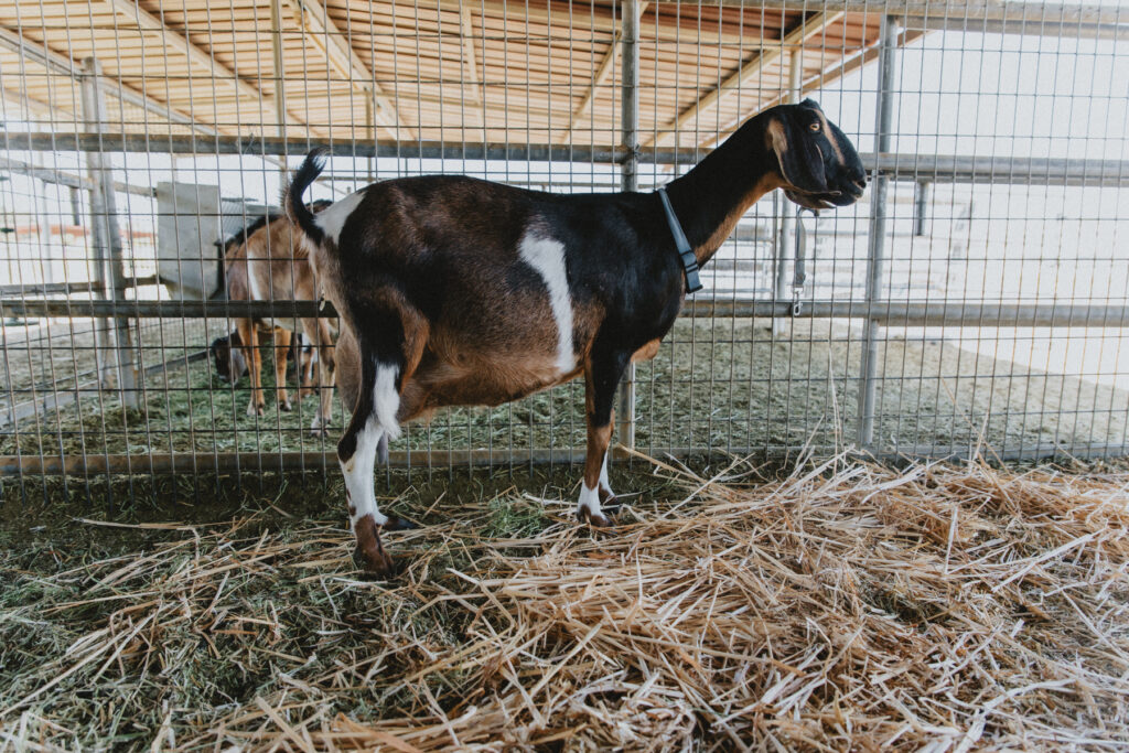 A goat in labor with her tail raised during a contraction.