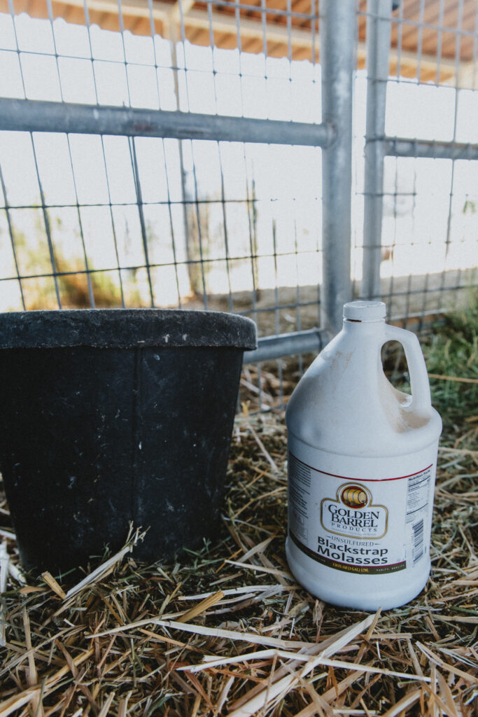 A jug of molasses for making homemade goat electrolyte drink