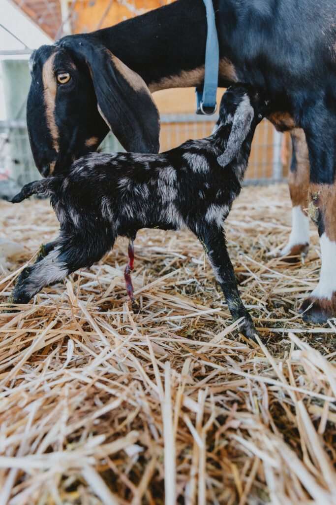 A mama goat licking her kid after giving birth