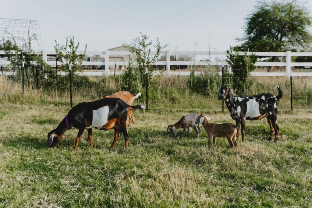 Dairy Goat Membership