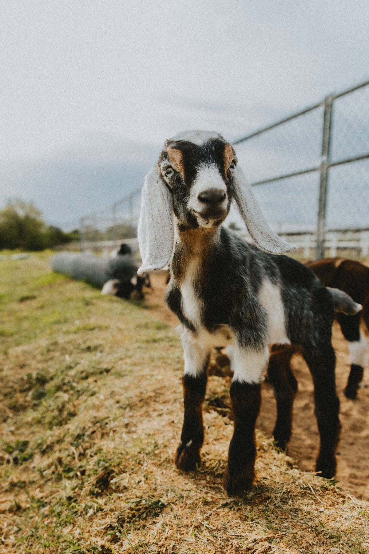 dairy goat membership