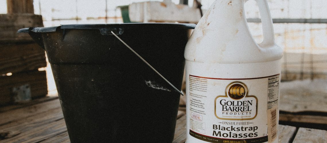Molasses and a bucket of warm water for making a goat electrolyte drink.