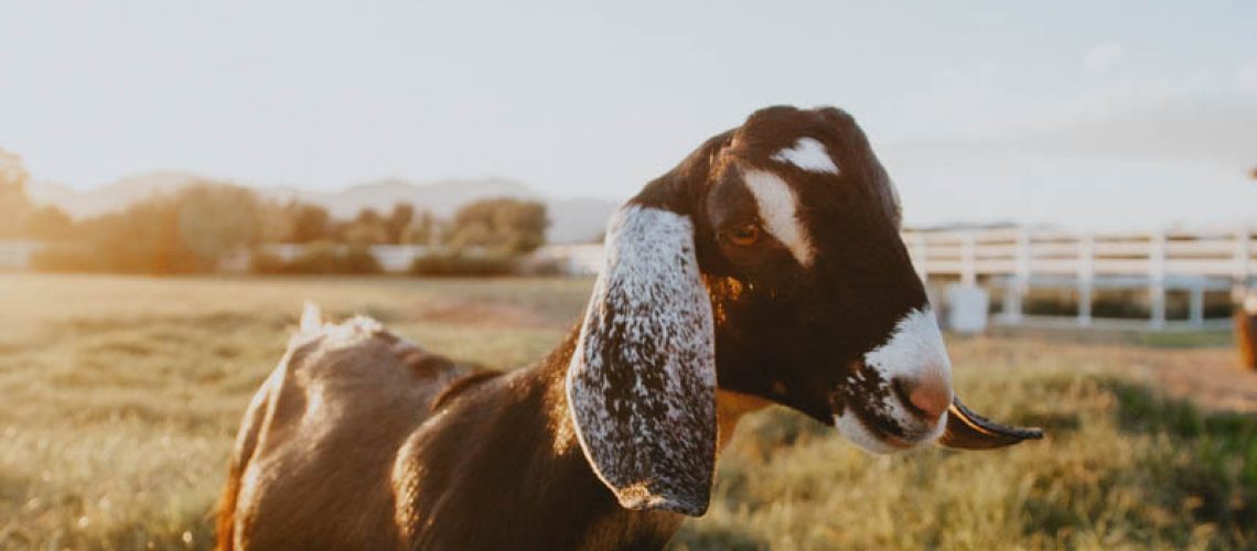 dairy goat wether standing in the pasture in the warm sunshine